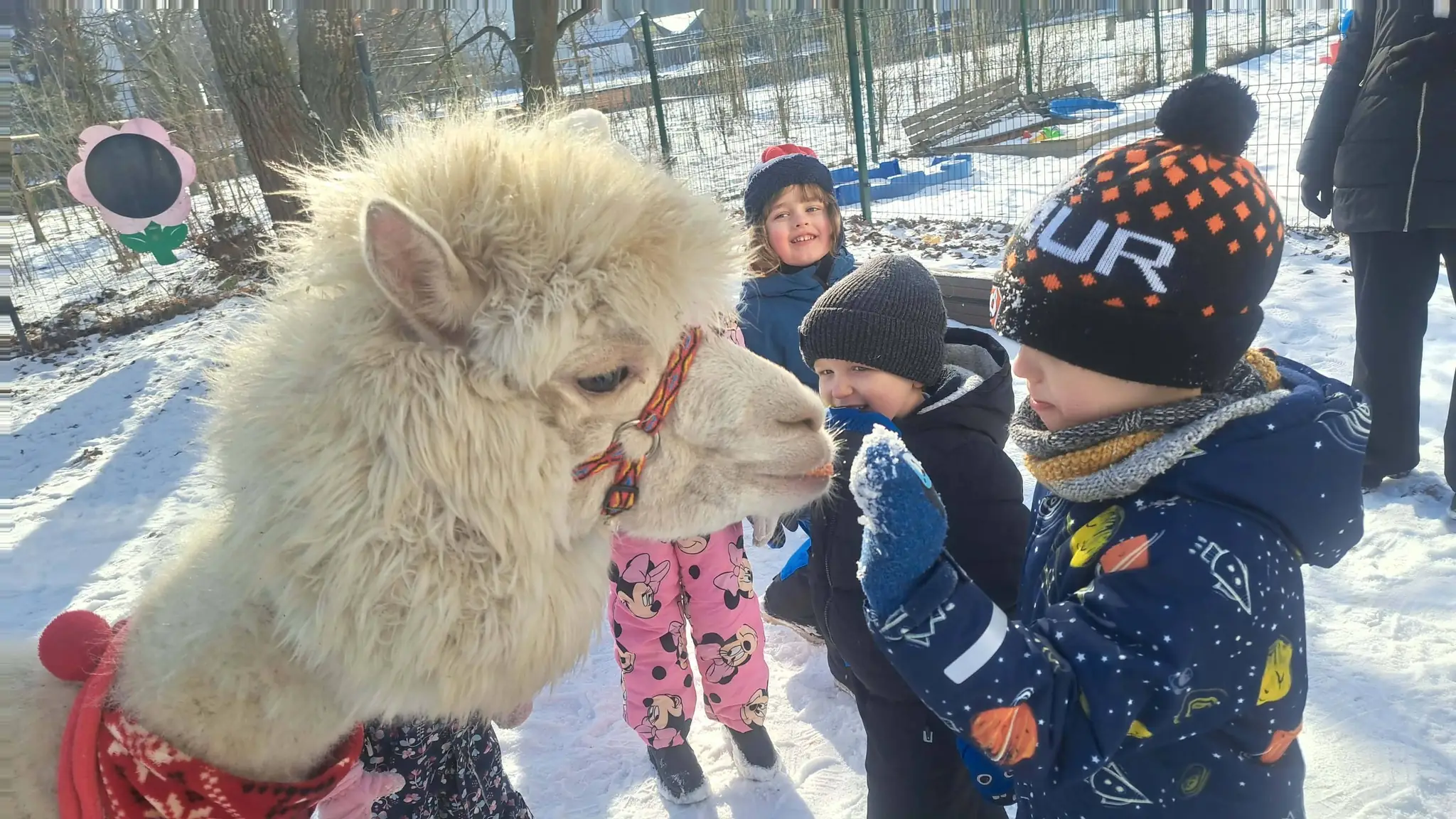 Alpaki z Zielonych traw w przedszkolu Alpaki z Zielonych traw w przedszkolu