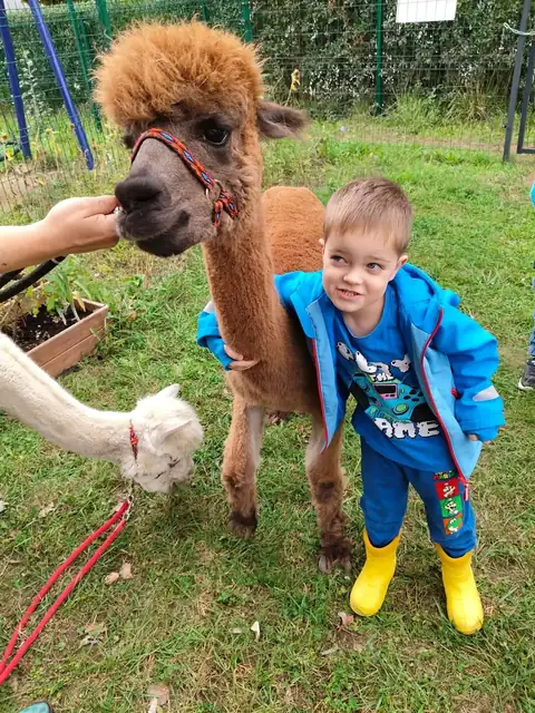 Przedszkolak obok alpaki