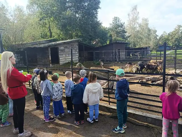 Przedszkolaki oglądają owce i kozy w zagrodzie