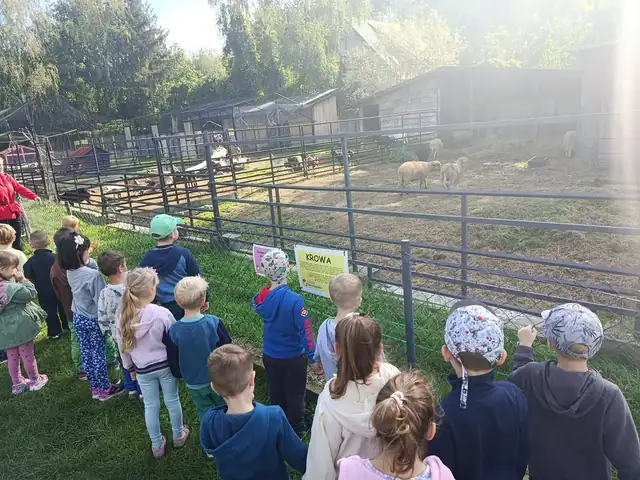 Przedszkolaki oglądają owce i kozy w zagrodzie