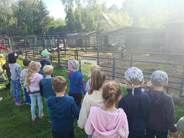 Przedszkolaki oglądają owce i kozy w zagrodzie