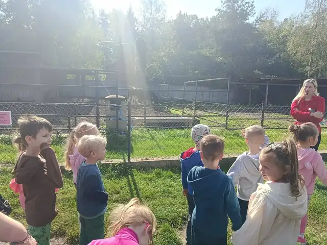 Przedszkolaki oglądają owce i kozy w zagrodzie