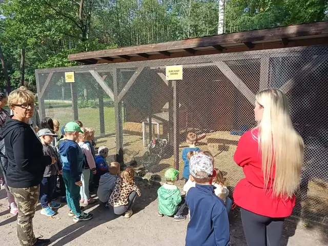 Kury i ptactwo w kurnikach