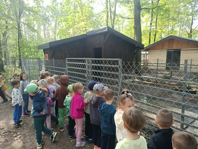 Przedszkolaki zaglądają do zagrody ze zwierzętami