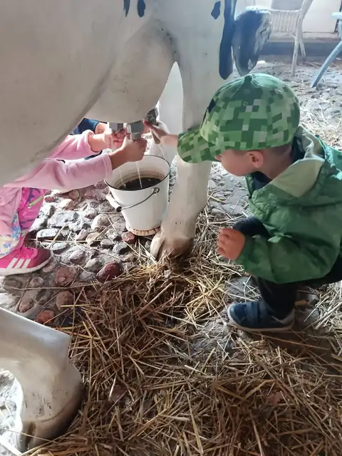 Nauka dojenia sztucznej krowy