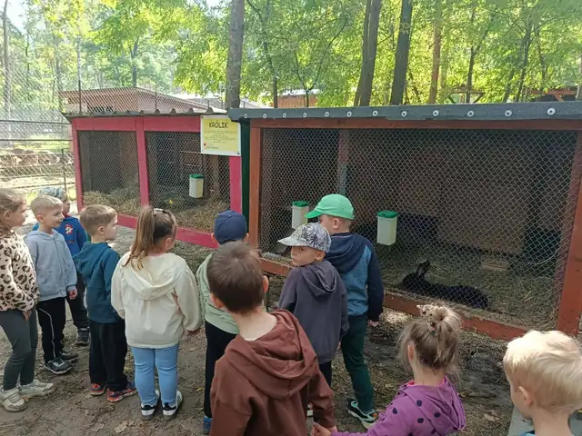 Kury i ptactwo w kurnikach
