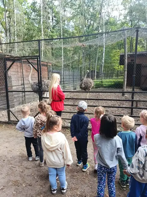 Strusie w zagrodzie