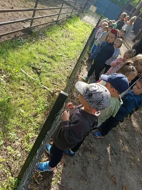Przedszkolaki zaglądają do zagrody ze zwierzętami