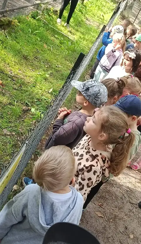 Przedszkolaki zaglądają do zagrody ze zwierzętami