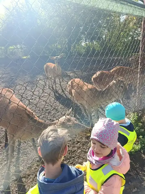 Przedszkolaki karmią jelenie przez ogrodzenie