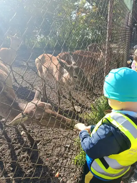 Przedszkolaki karmią jelenie przez ogrodzenie