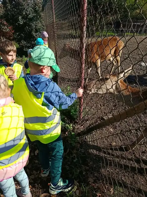 Przedszkolaki karmią jelenie przez ogrodzenie