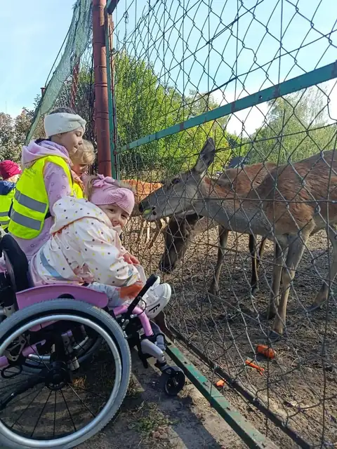 Przedszkolaki karmią jelenie przez ogrodzenie