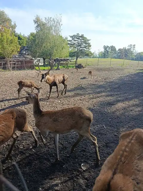 Jelenie na wybiegu w Zagrodzie Jeleni