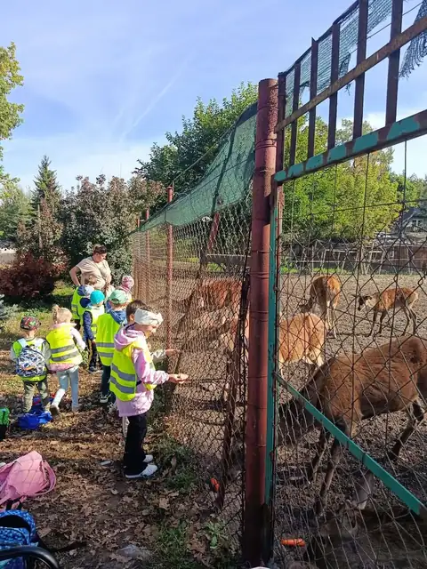 Przedszkolaki karmią jelenie przez ogrodzenie