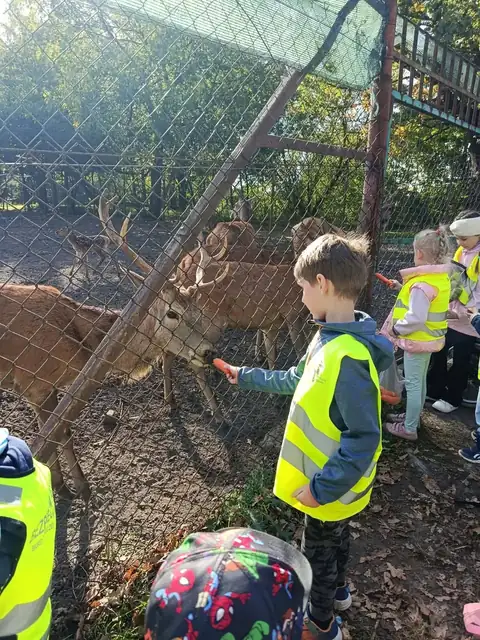 Przedszkolaki karmią jelenie przez ogrodzenie