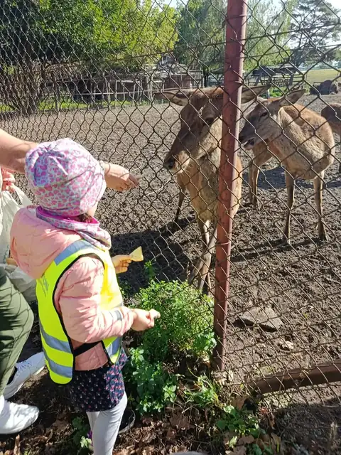 Przedszkolaki karmią jelenie przez ogrodzenie