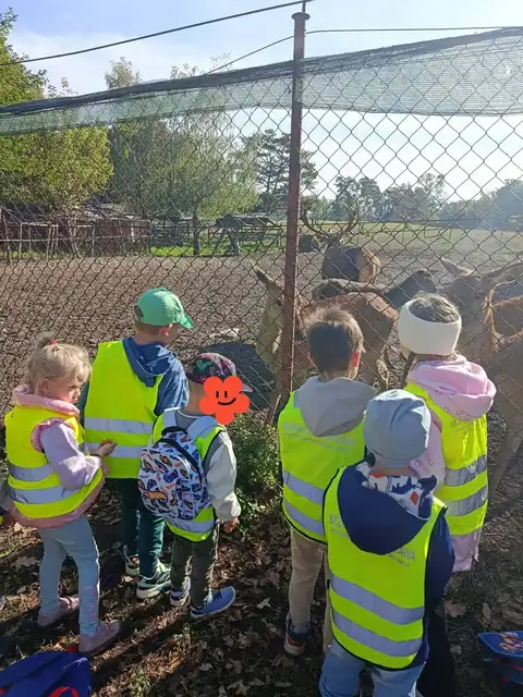 Przedszkolaki karmią jelenie przez ogrodzenie