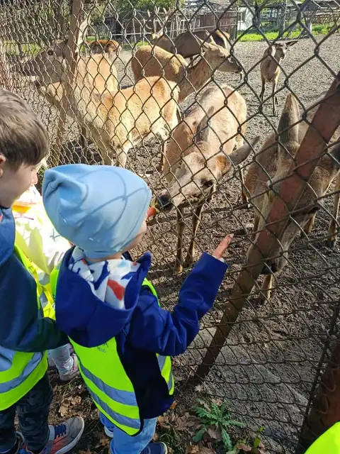 Przedszkolaki karmią jelenie przez ogrodzenie