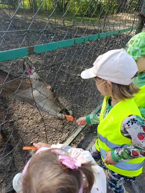 Przedszkolaki karmią jelenie przez ogrodzenie