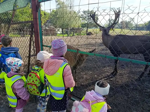 Przedszkolaki karmią jelenie przez ogrodzenie