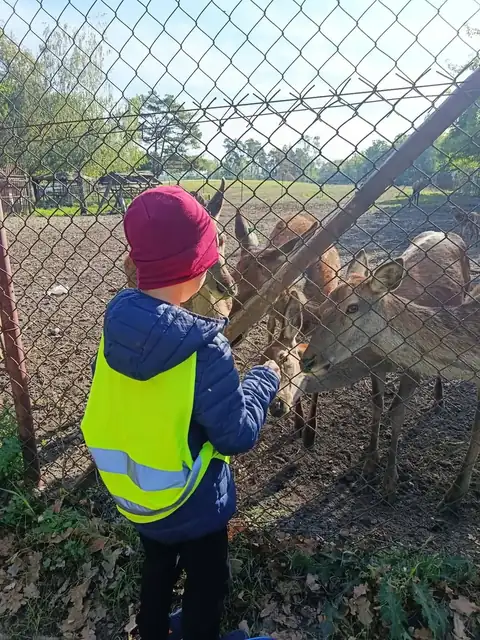 Przedszkolaki karmią jelenie przez ogrodzenie
