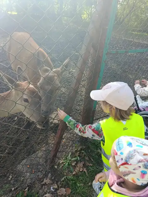 Przedszkolaki karmią jelenie przez ogrodzenie