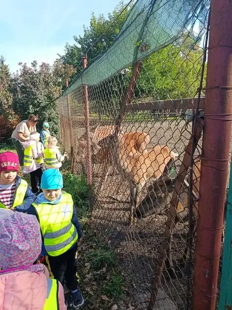 Przedszkolaki karmią jelenie przez ogrodzenie