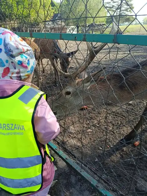 Przedszkolaki karmią jelenie przez ogrodzenie