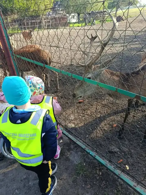 Przedszkolaki karmią jelenie przez ogrodzenie