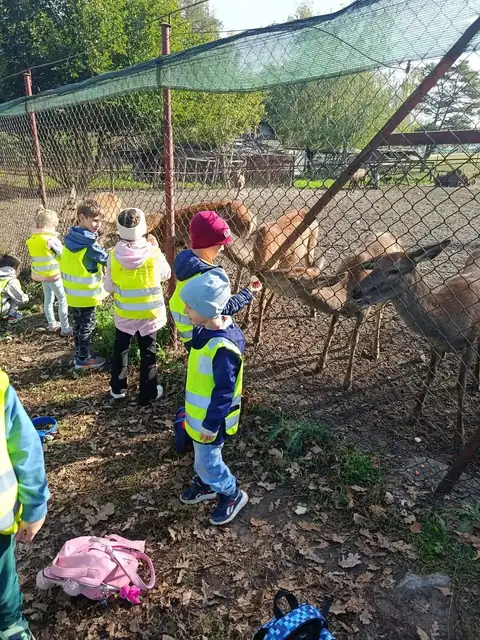 Przedszkolaki karmią jelenie przez ogrodzenie